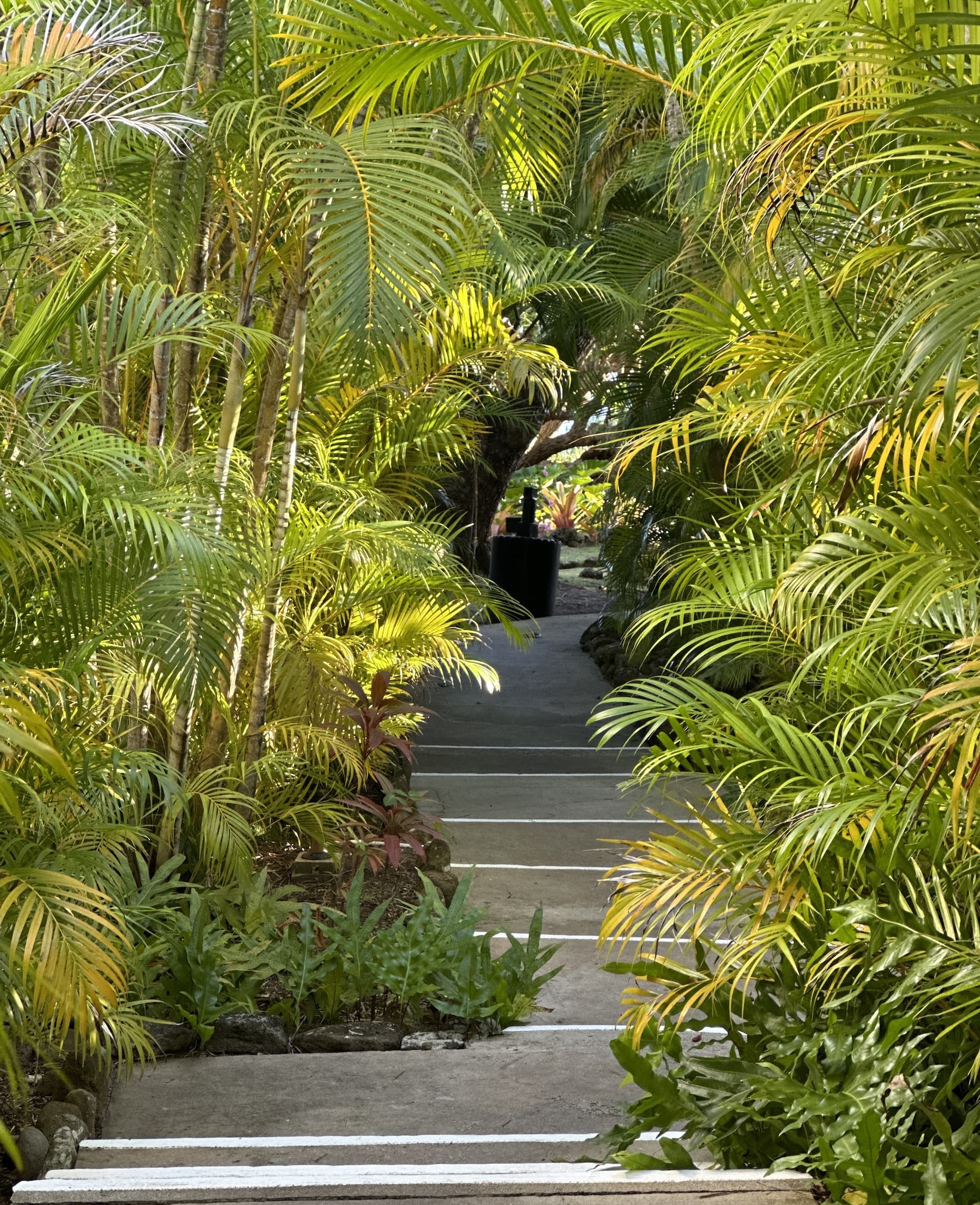 Stone steps leading through a lush tropical garden, framed by tall palm fronds and dense green foliage.