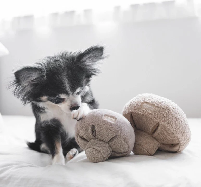 Small black-and-white dog on a bed gently pawing at two plush mushroom-shaped toys.