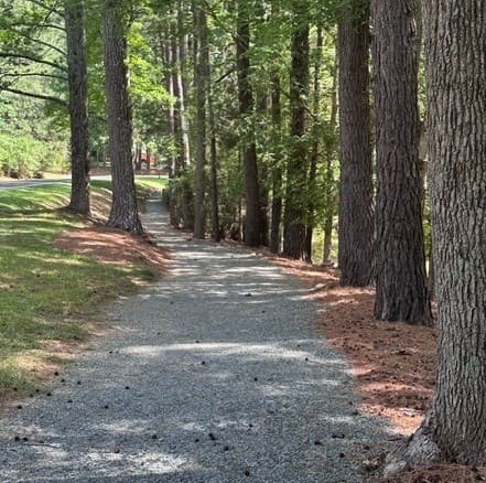 A peaceful gravel walking trail winds through a grove of towering pine trees, offering a shaded path surrounded by lush greenery and natural beauty. Fearrington Village.