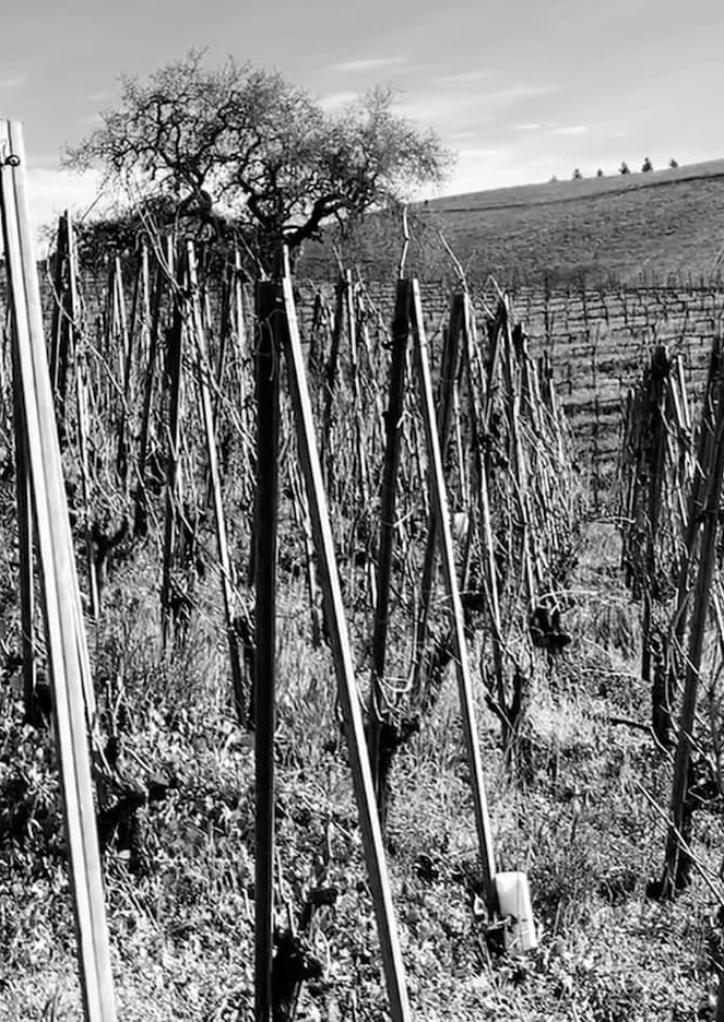 A black-and-white photo of a vineyard with bare grapevines and wooden stakes on a sloping hill; a leafless tree and more vineyard rows are visible in the background under a partly cloudy sky. Fearrington Village