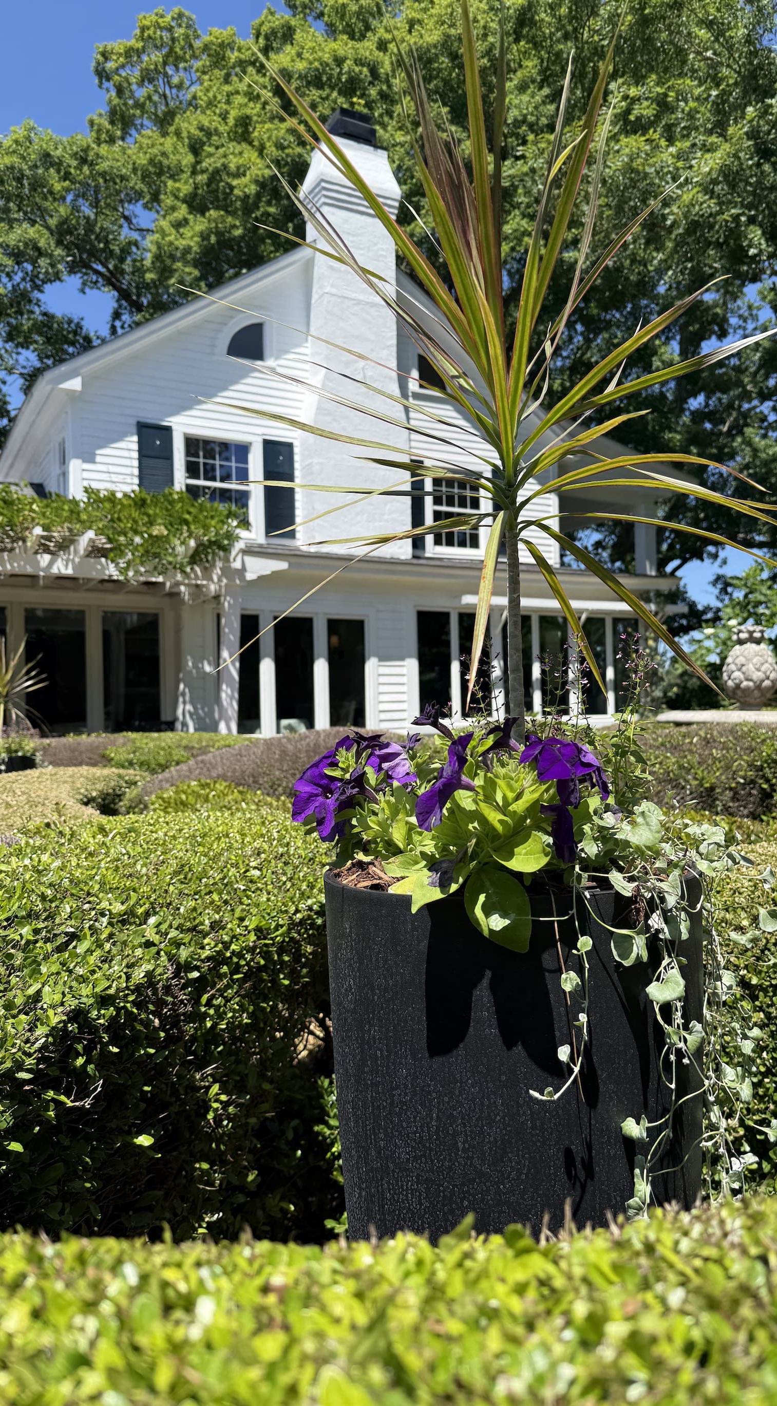 Close-up of a tall black planter filled with purple flowers and a spiky green plant, set among neatly trimmed hedges, with a white cottage-style building and large trees in the sunlit background.