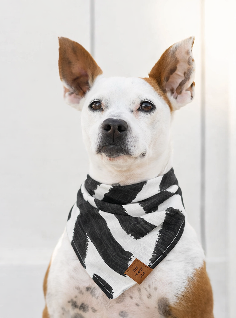 White and tan dog with upright ears wearing a black and white patterned bandana, posed against a light paneled background.