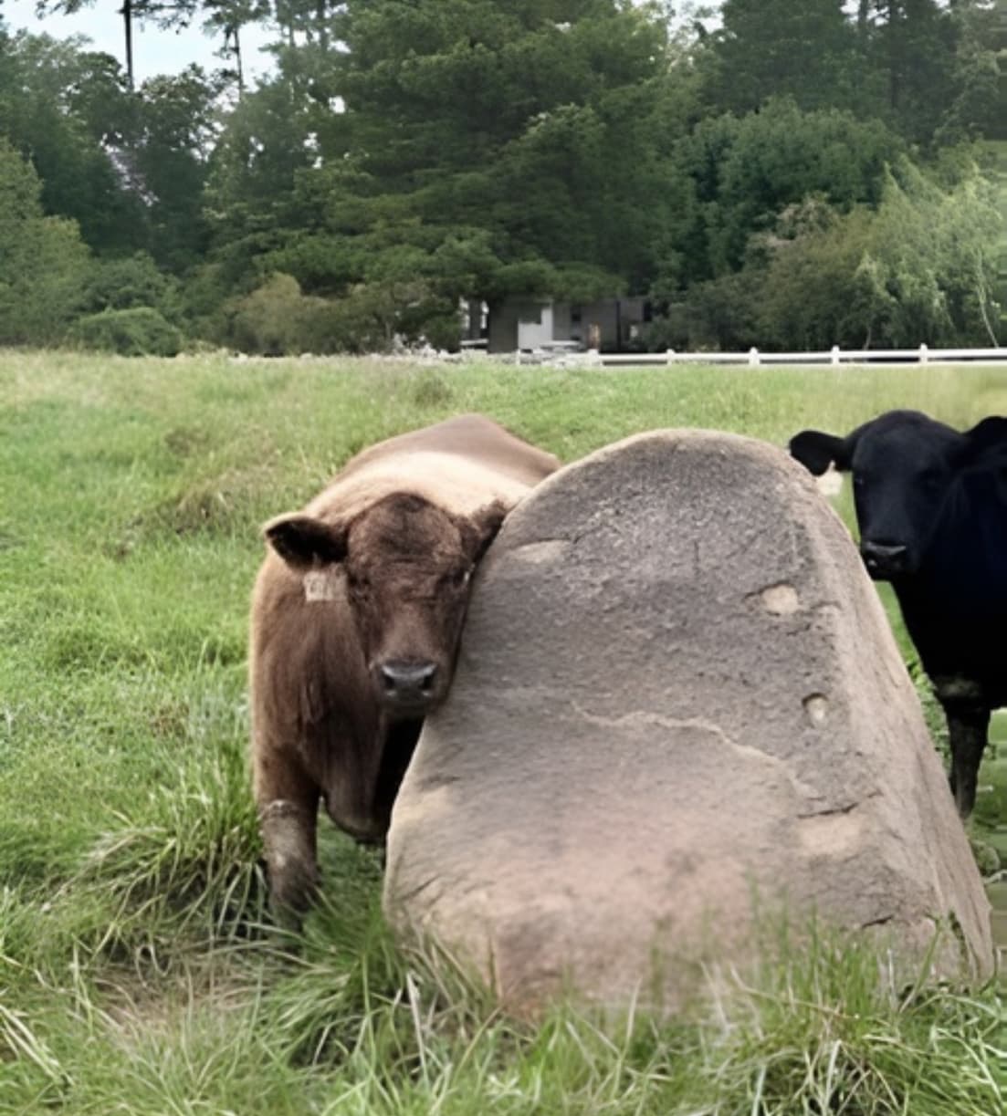 Brown cow resting its head against a large rounded stone in a grassy pasture, with another black cow standing nearby and trees and a fence in the background.