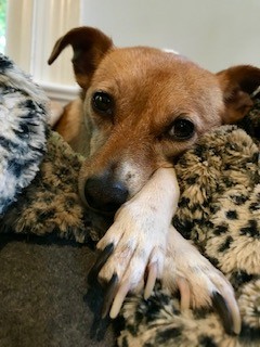 Close-up of a small tan dog resting its head on a plush leopard-print blanket, with one white paw draped across the front. The dog's dark, expressive eyes gaze softly toward the camera, while its relaxed ears and cozy surroundings create a warm, affectionate portrait. The shallow depth of field keeps the focus on the dog's gentle face and comforting pose.