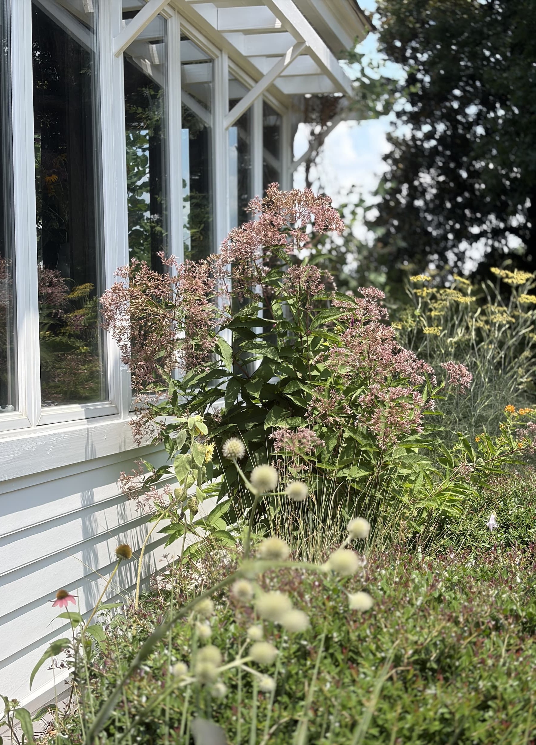Late-summer perennial garden blooming beside a white cottage with sunlit windows and lush pollinator-friendly plantings. Fearrington Village.