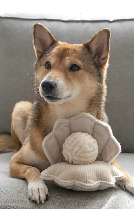 A dog lies on a couch holding a plush oyster-shaped toy with a soft ball “pearl” inside, looking alert and content.