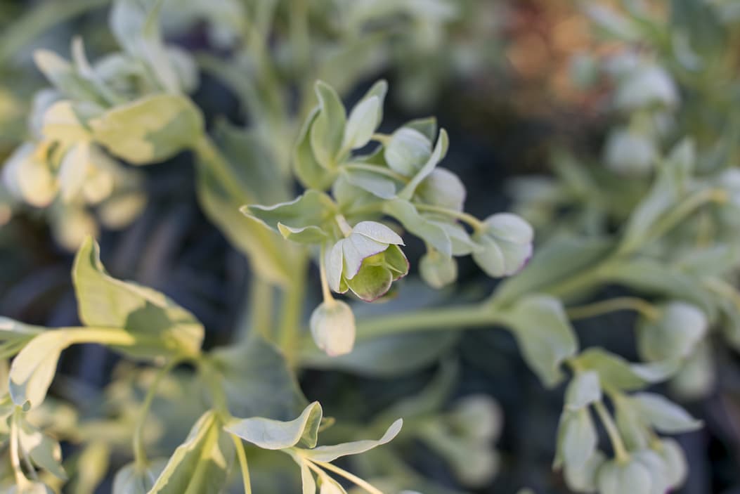 Close-up of pale green hellebore flowers and buds with soft, rounded leaves in early spring light.