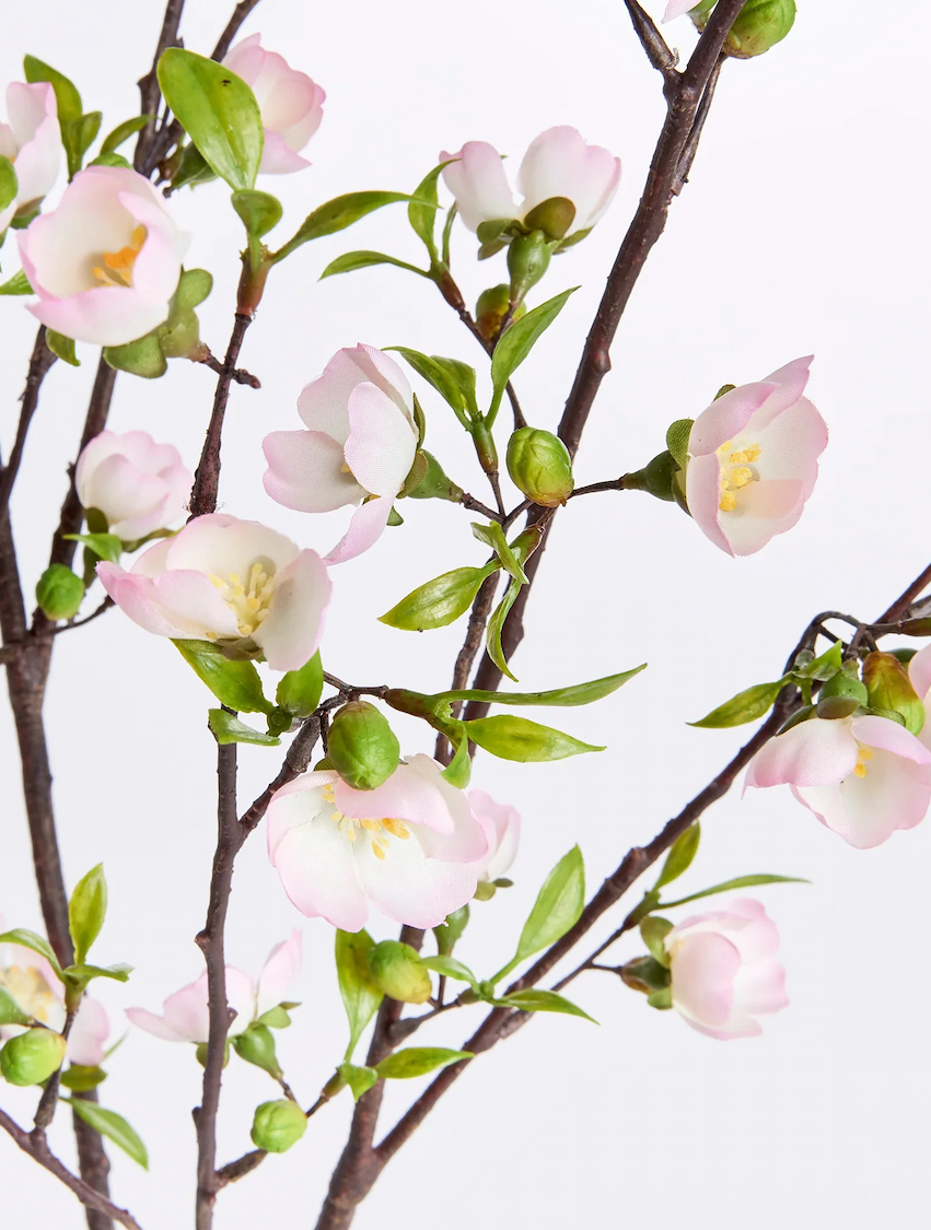 Close-up of delicate pale pink blossoms and green buds on slender brown branches against a soft white background. Fresh green leaves and gently open flowers create a light, airy spring botanical composition.