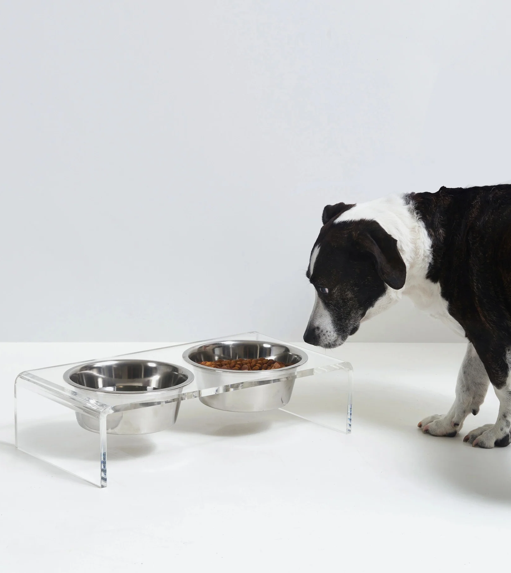 Black-and-white dog standing beside a modern elevated pet feeder featuring two stainless steel bowls set in a clear acrylic stand, with one bowl filled with kibble and the other empty against a clean white backdrop.