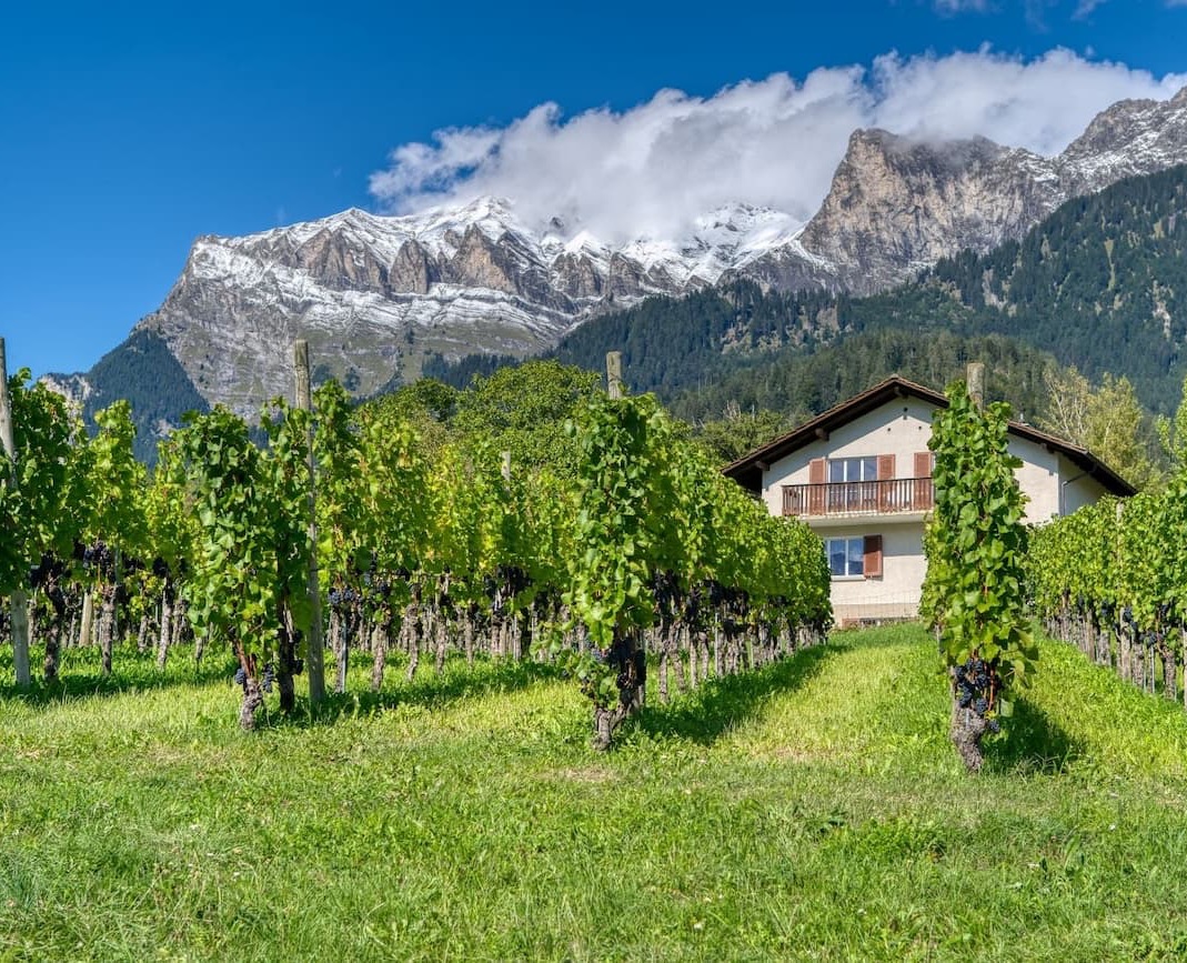 Rows of grapevines stretch across a sunlit vineyard beside a countryside home, with dramatic snow-capped mountains rising in the background. Lush green vines and grassy pathways lead toward rugged alpine peaks partially veiled by clouds under a brilliant blue sky. The scene captures the striking contrast between cultivated wine country and the natural grandeur of the surrounding mountains.