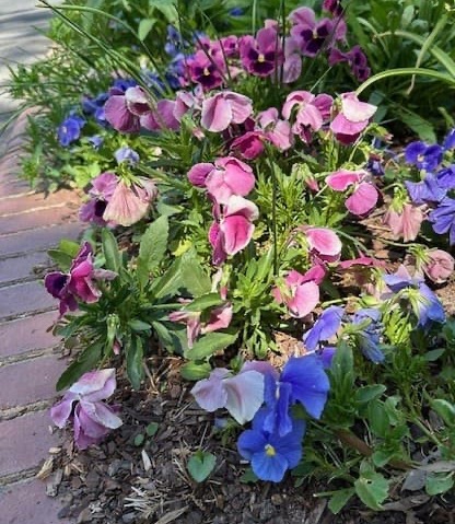 Cluster of pink and purple pansies blooming along a brick walkway, surrounded by green foliage in a garden bed.