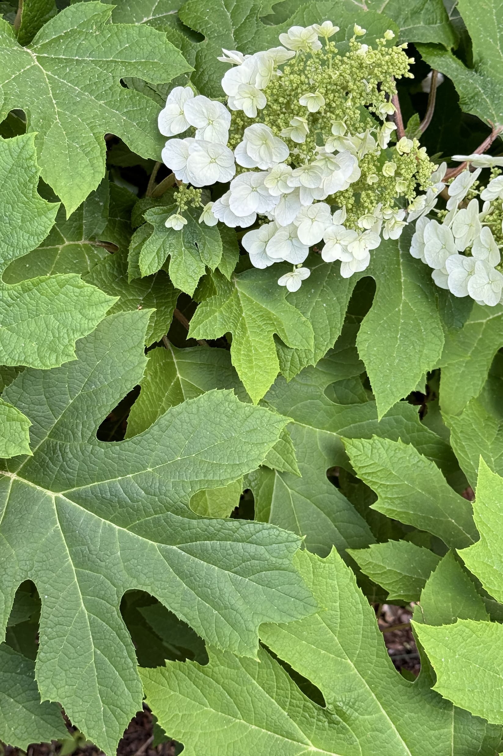Close-up of an oakleaf hydrangea with large, deeply lobed green leaves surrounding a cone-shaped cluster of creamy white blooms. Delicate white florets frame the developing flower panicle, creating a lush, textured garden scene in soft natural light.