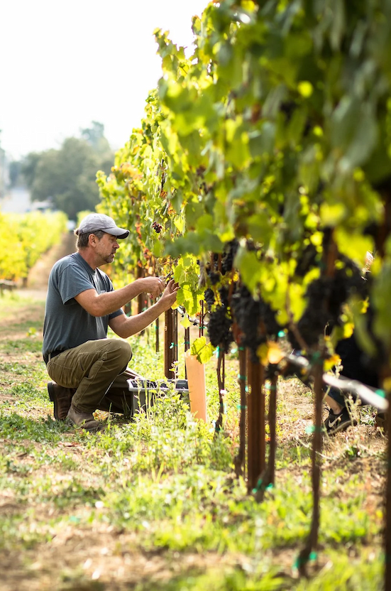 A vineyard worker kneels between rows of grapevines, carefully inspecting clusters of dark grapes in the warm morning light. Sunlit leaves create a lush green canopy overhead, while the long rows of vines stretch into the distance. The image captures the hands-on care and attention that go into cultivating quality wine from the vineyard up.