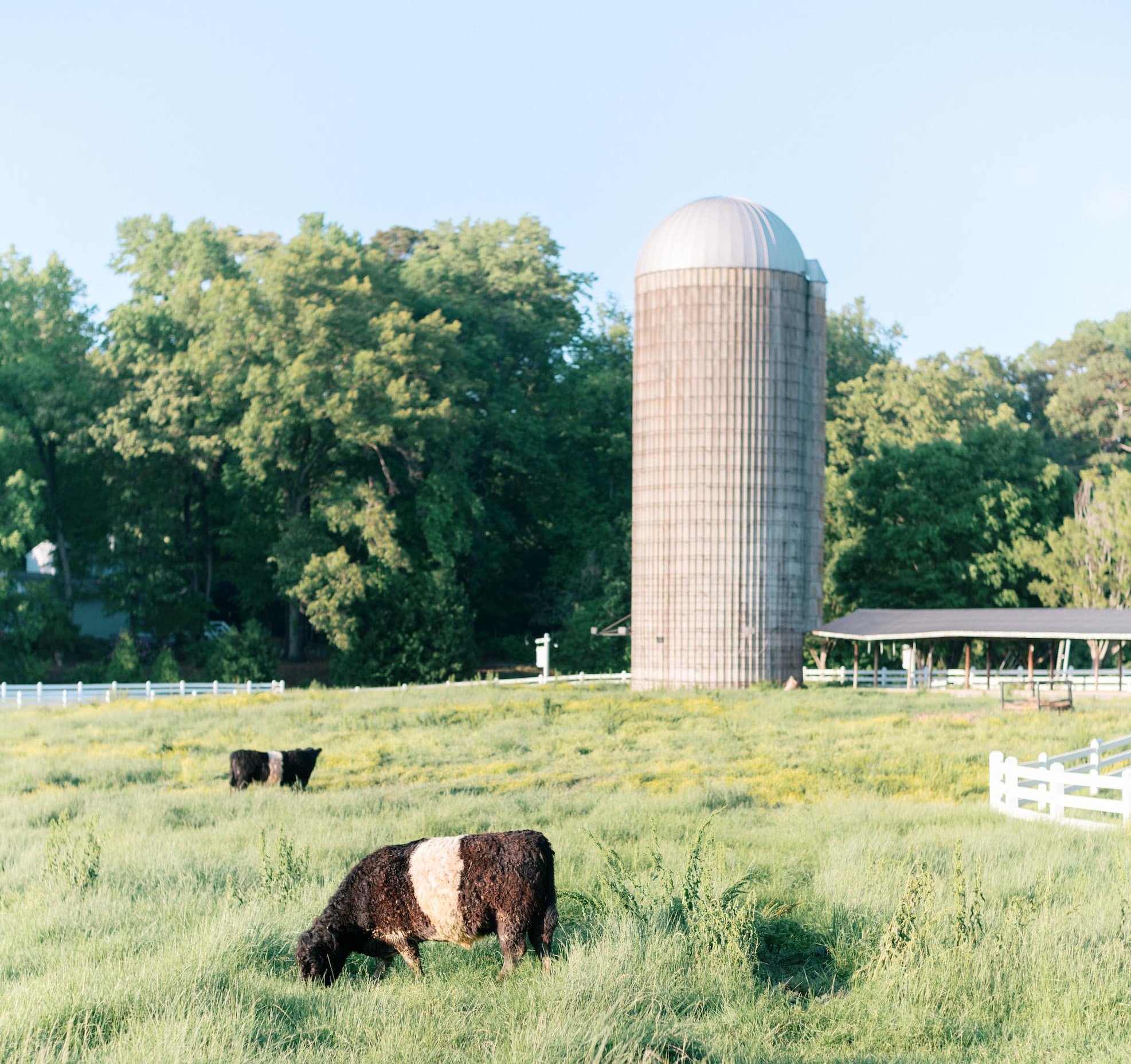 Two Belted Galloway cows graze in a sunlit pasture beside a tall farm silo, surrounded by white fences, wild grasses, and lush green trees under a clear blue sky.