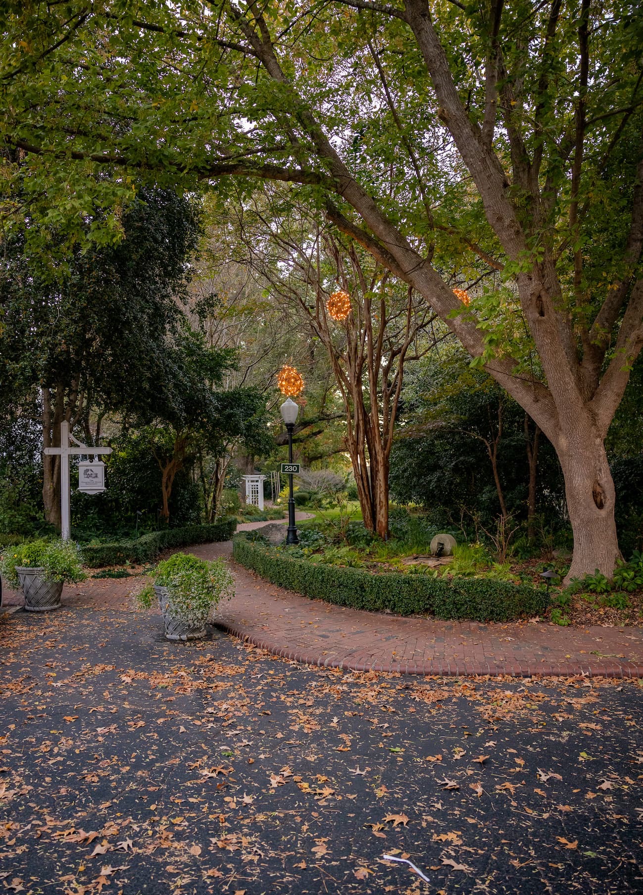 Tree-lined garden path with autumn leaves, manicured hedges, and glowing grapevine balls hanging among the branches. Fearrington Village.