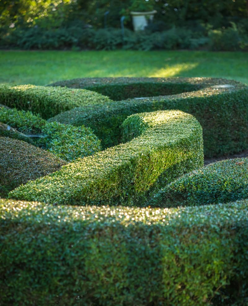 Sunlit formal garden with low clipped boxwood hedges arranged in a maze-like parterre pattern across a green lawn.