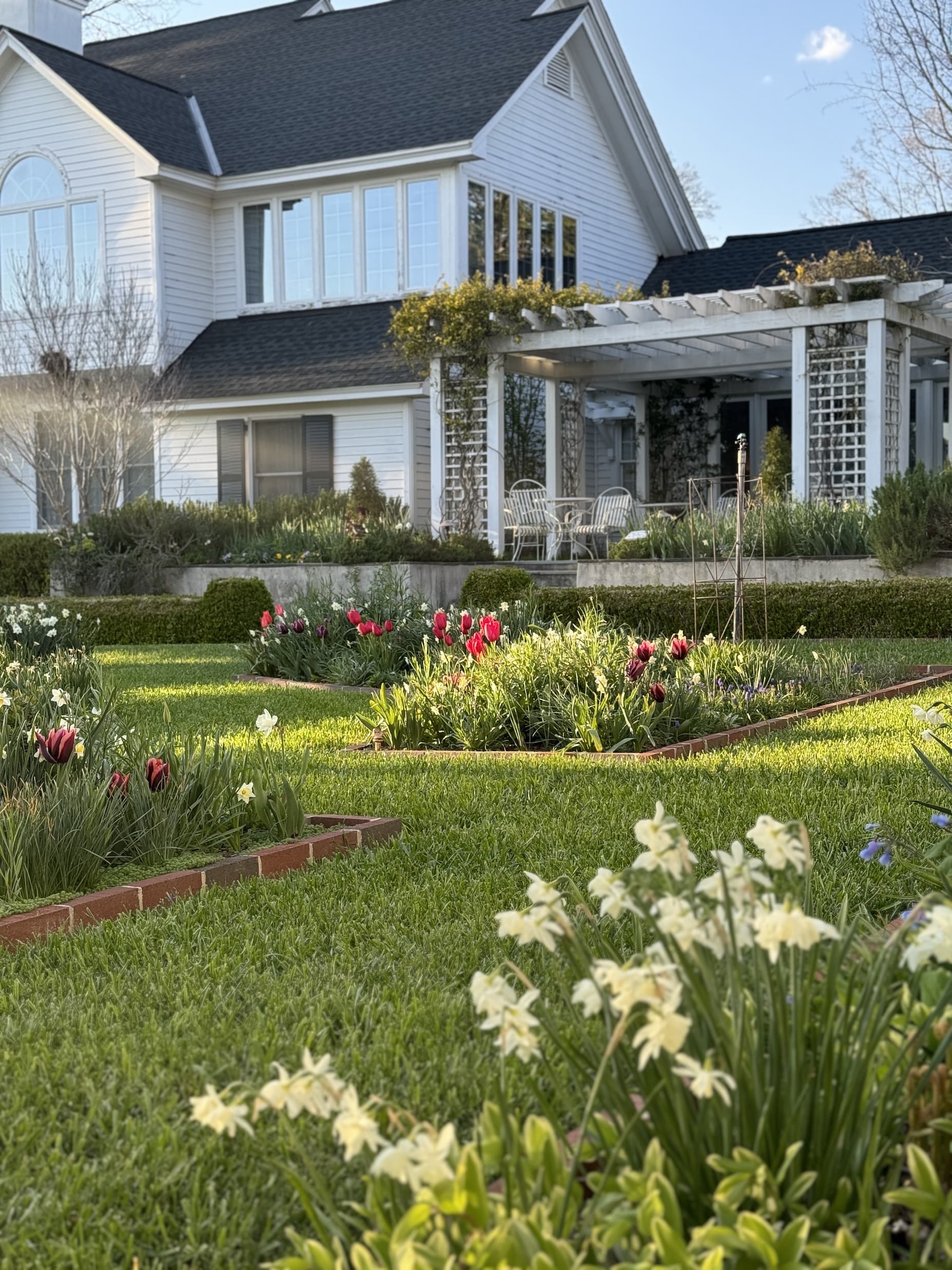 Spring garden beds with daffodils and tulips in bloom in front of a white house and pergola with outdoor seating.
