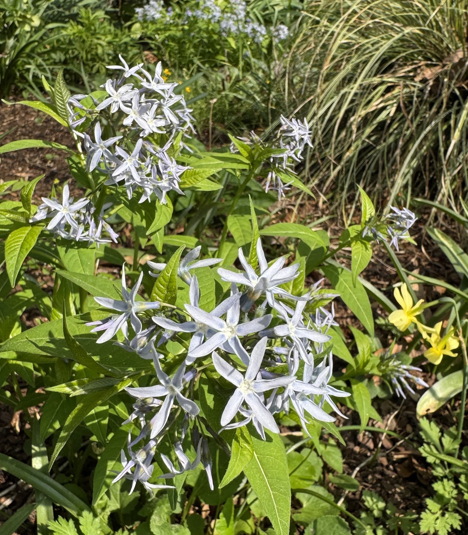 Cluster of pale blue, star-shaped flowers blooming in a sunny garden bed with green foliage and ornamental grasses in the background.