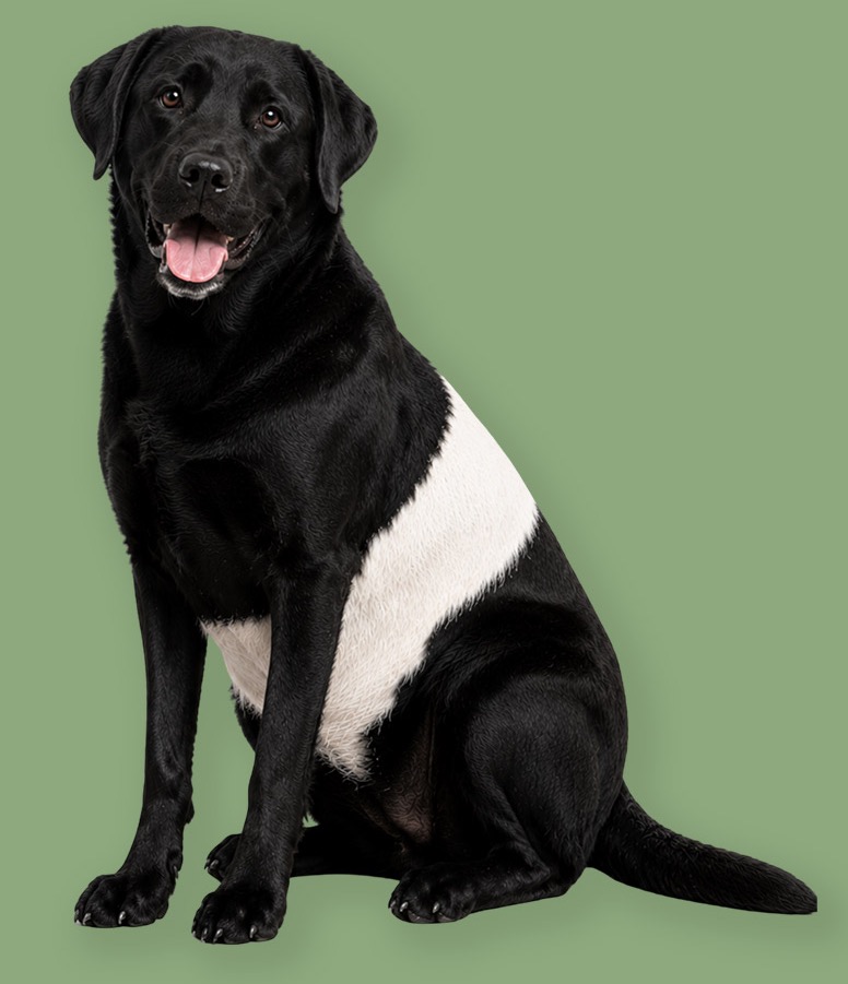 A black Labrador retriever with a distinctive white Beltie-inspired band around its middle, seated against a soft green background. Fearrington Village.