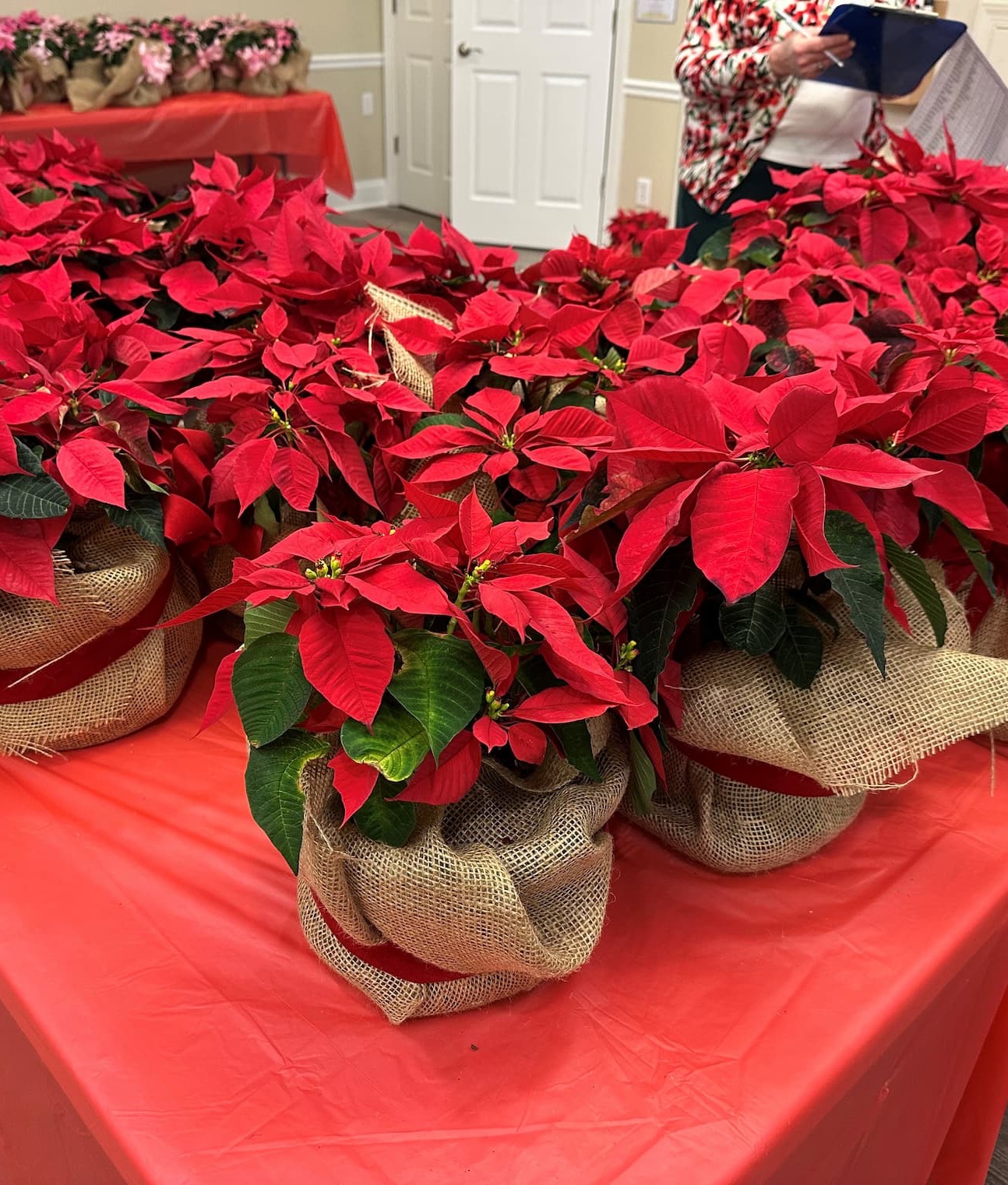 Table filled with potted red poinsettia plants wrapped in burlap and tied with red ribbon, arranged indoors for a holiday event, with additional plants visible in the background.