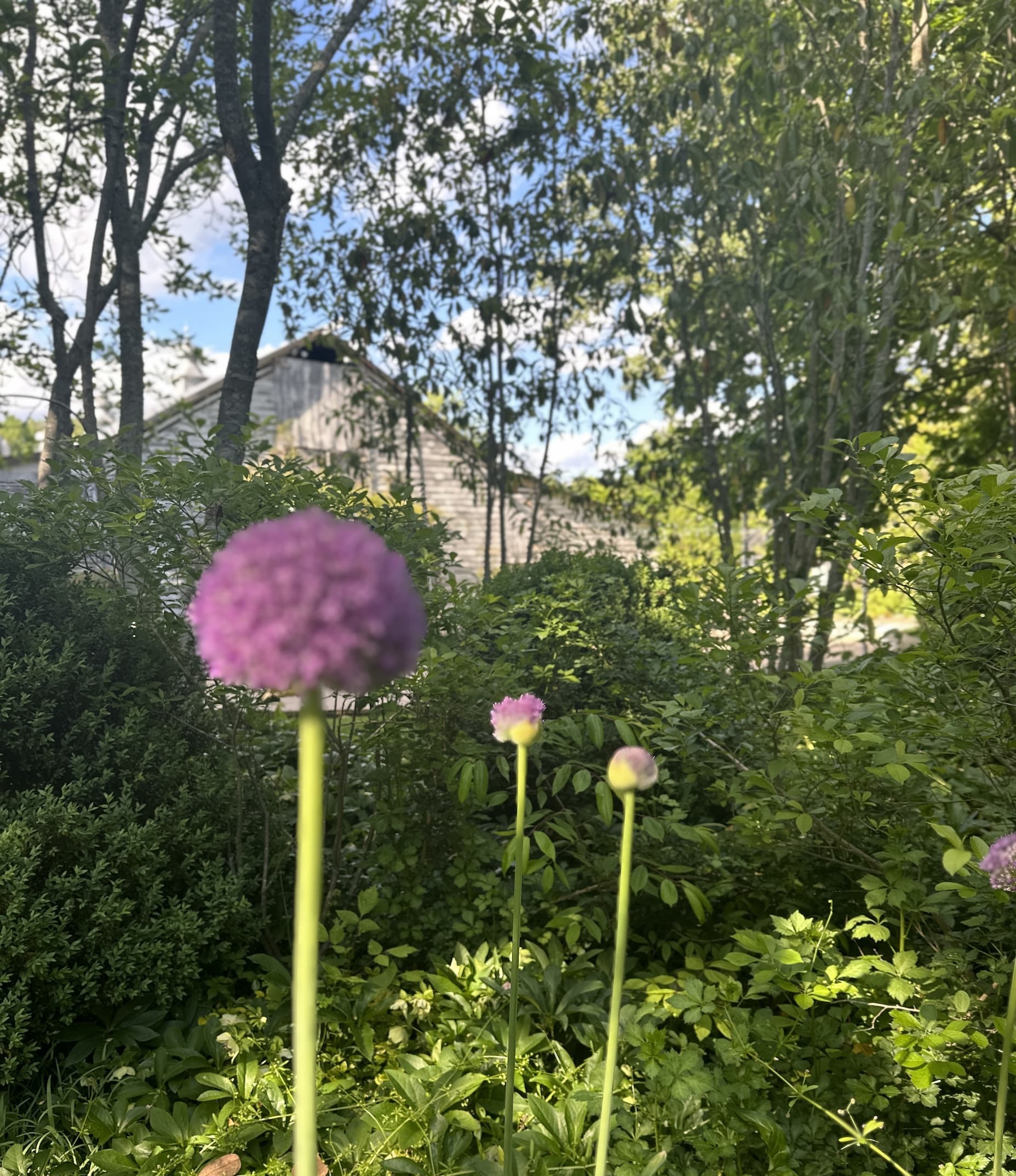 Tall stems of purple allium blooms rising above a lush, shaded garden, with a rustic building partially visible through the trees in the background.