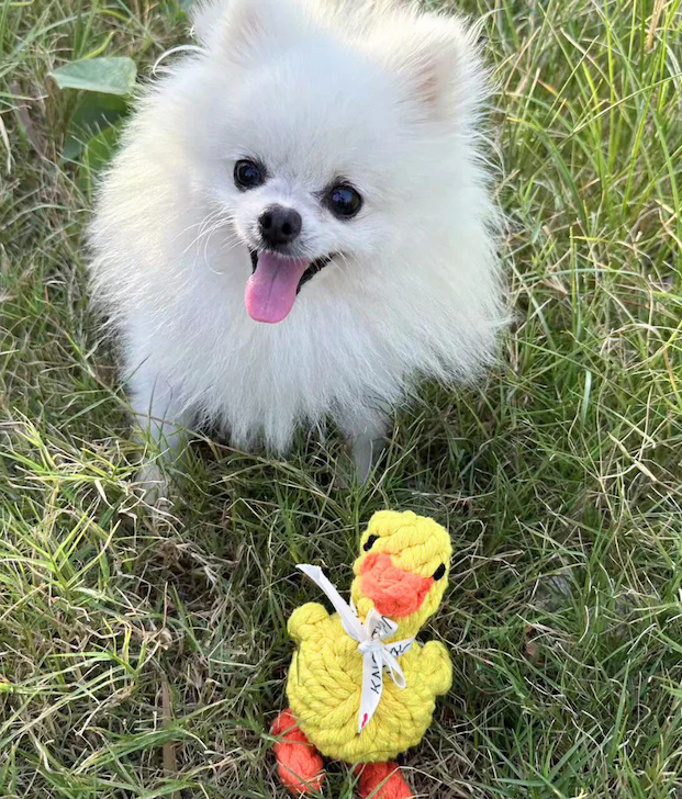 A fluffy white dog sits on green grass with its tongue out, next to a yellow plush duck toy with orange feet and beak. Fearrington Village