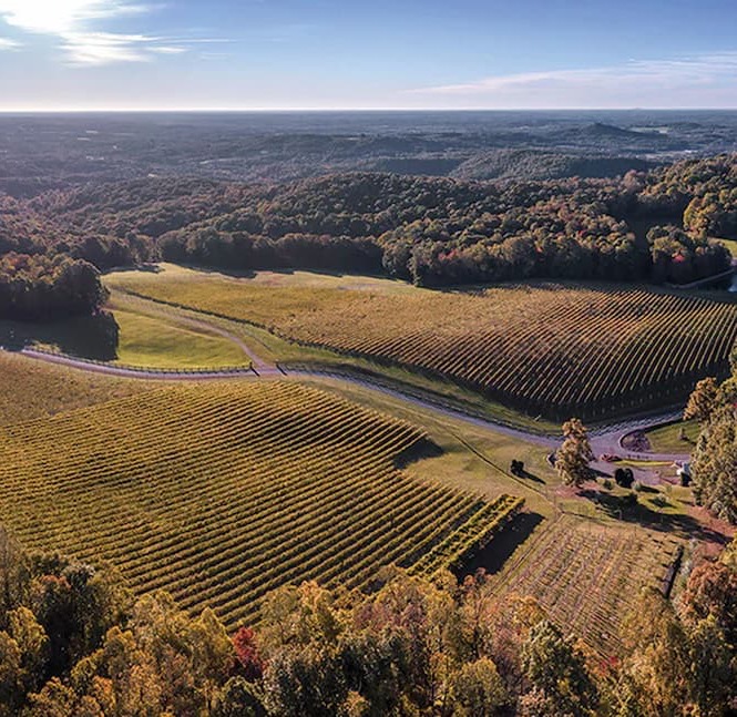 Aerial view of rolling vineyards with neat rows of grapevines stretching across sunlit hills, bordered by dense forests and winding country roads. The expansive landscape captures the beauty and tranquility of wine country in early autumn.