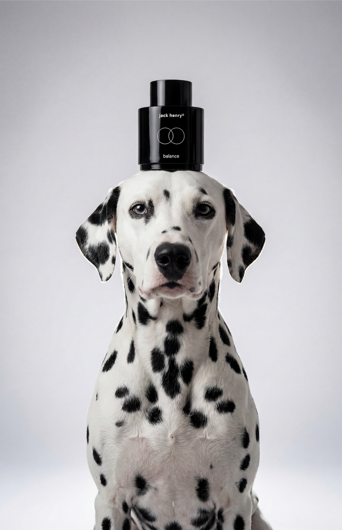 Dalmatian dog sitting facing forward with a black Jack Henry Balance bottle balanced on its head.