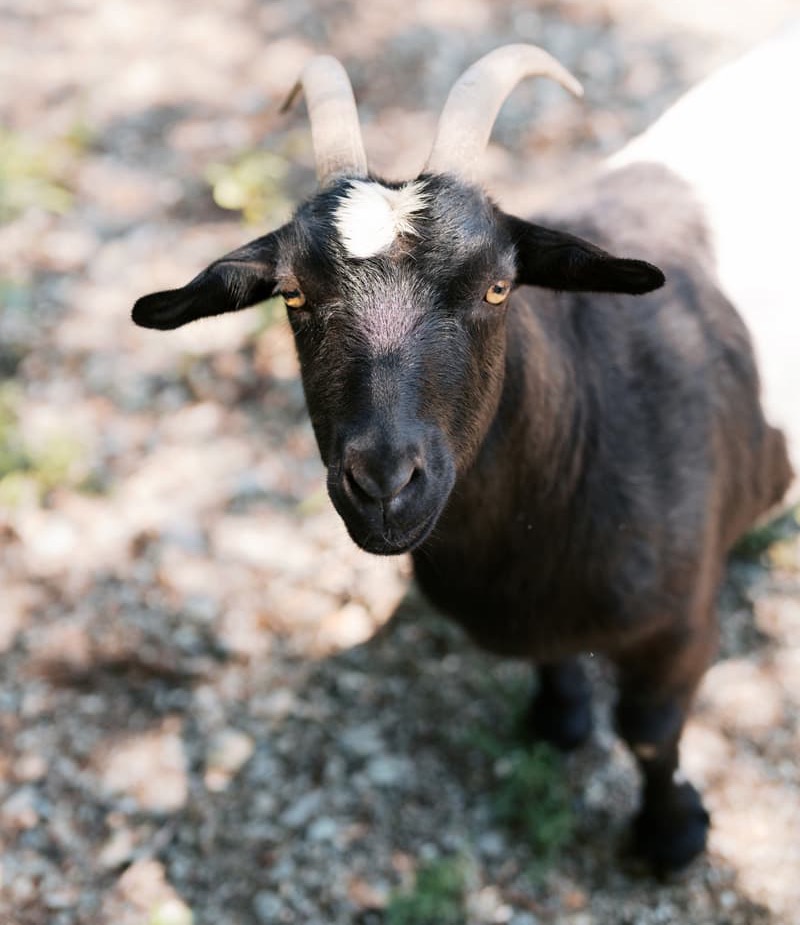 Small black goat with curved horns and a white patch on its forehead standing on a gravel path, looking up toward the camera in dappled sunlight.