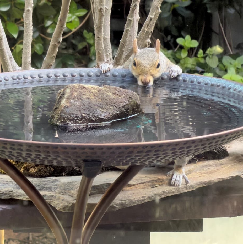 A curious squirrel peeks over the edge of a hammered metal birdbath to take a drink, with a large stone in the water and lush garden greenery in the background. Fearrington Village.