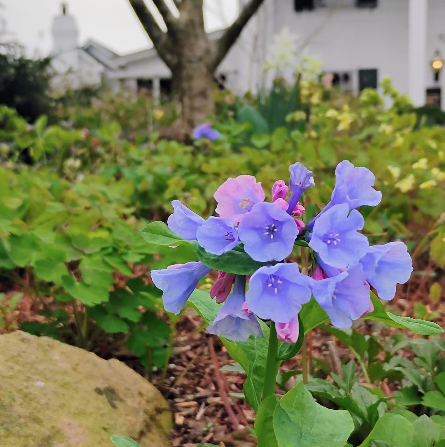 Cluster of blue and pink bell-shaped flowers on a single stem in a garden bed, with soft green foliage and a white building blurred in the background.