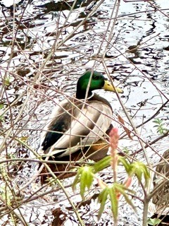 A mallard duck with a green head and yellow bill rests among branches at the edge of a shallow pond.