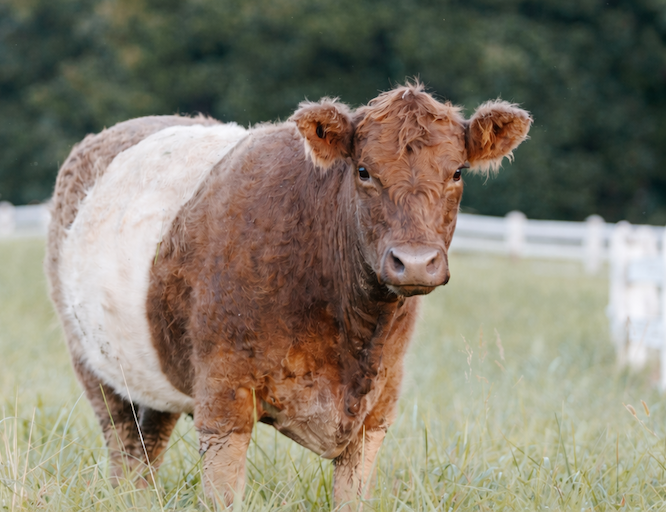 Brown-and-white belted cow standing in a grassy pasture, facing the camera. Soft, curly coat with a wide white band around the middle, set against a blurred green field and white fence in the background.