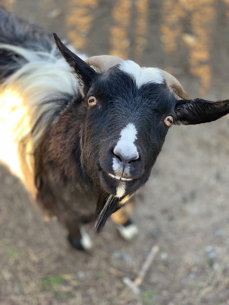 Close-up of a black-and-white goat with small horns and a tufted beard, looking directly at the camera with bright amber eyes against a softly blurred outdoor background