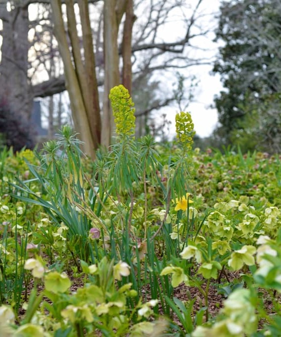 Spring garden bed with chartreuse euphorbia spires rising above hellebores and early daffodils, set beneath leafless trees in a woodland border.