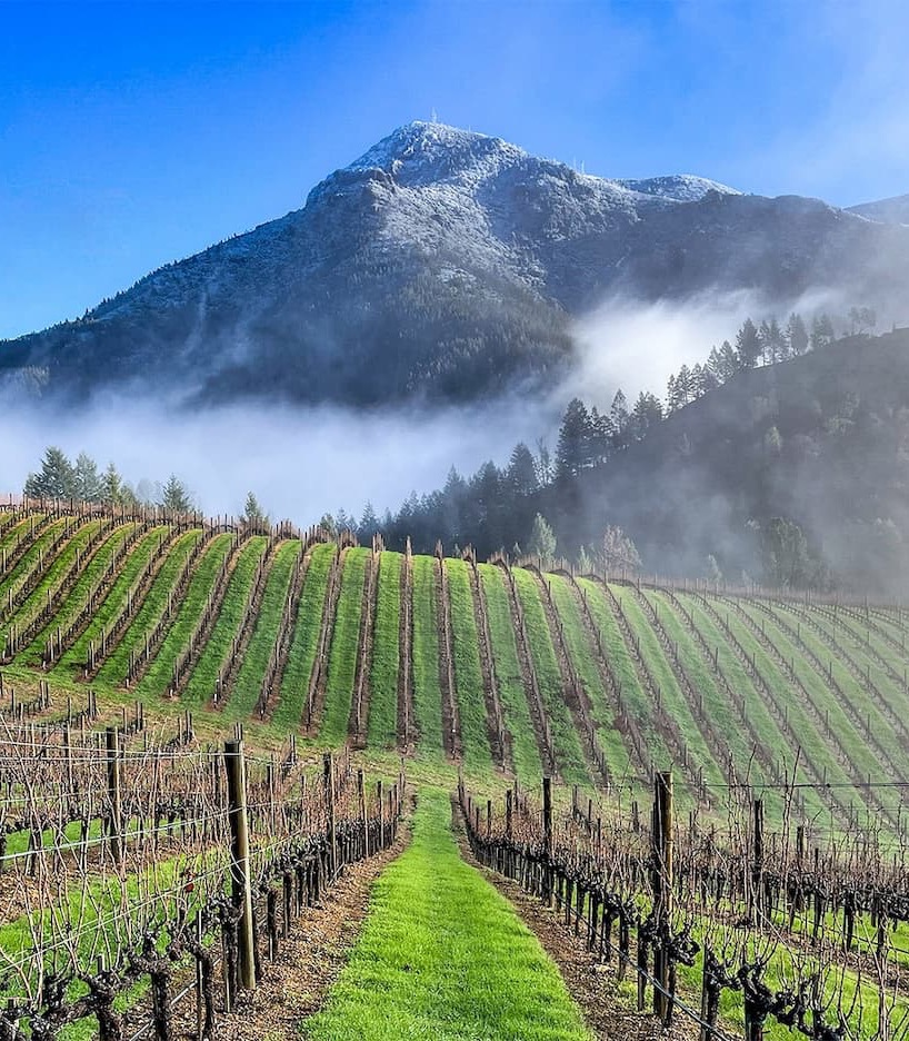 A vineyard stretches in neat rows across rolling hills, leading toward a misty, snow-dusted mountain in the background, with low clouds drifting through the trees under a clear blue sky.