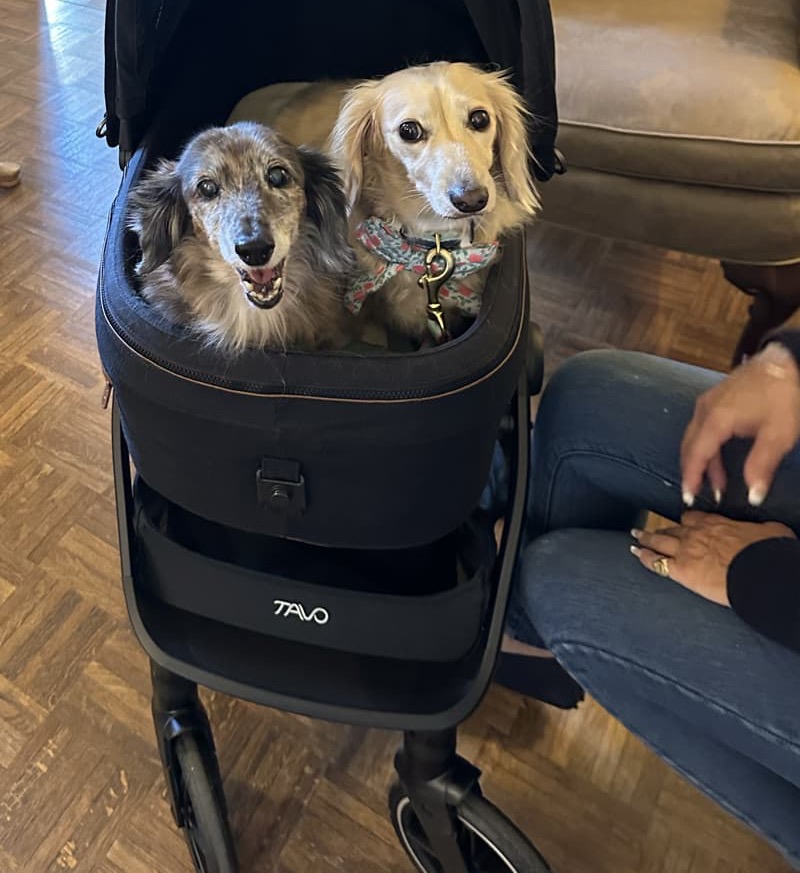 Two small dogs sit together in a black pet stroller. One dog has gray fur, the other is light blond wearing a colorful bandana. A person’s hands rest nearby on the stroller, and a couch is visible in the background. Fearrington Village