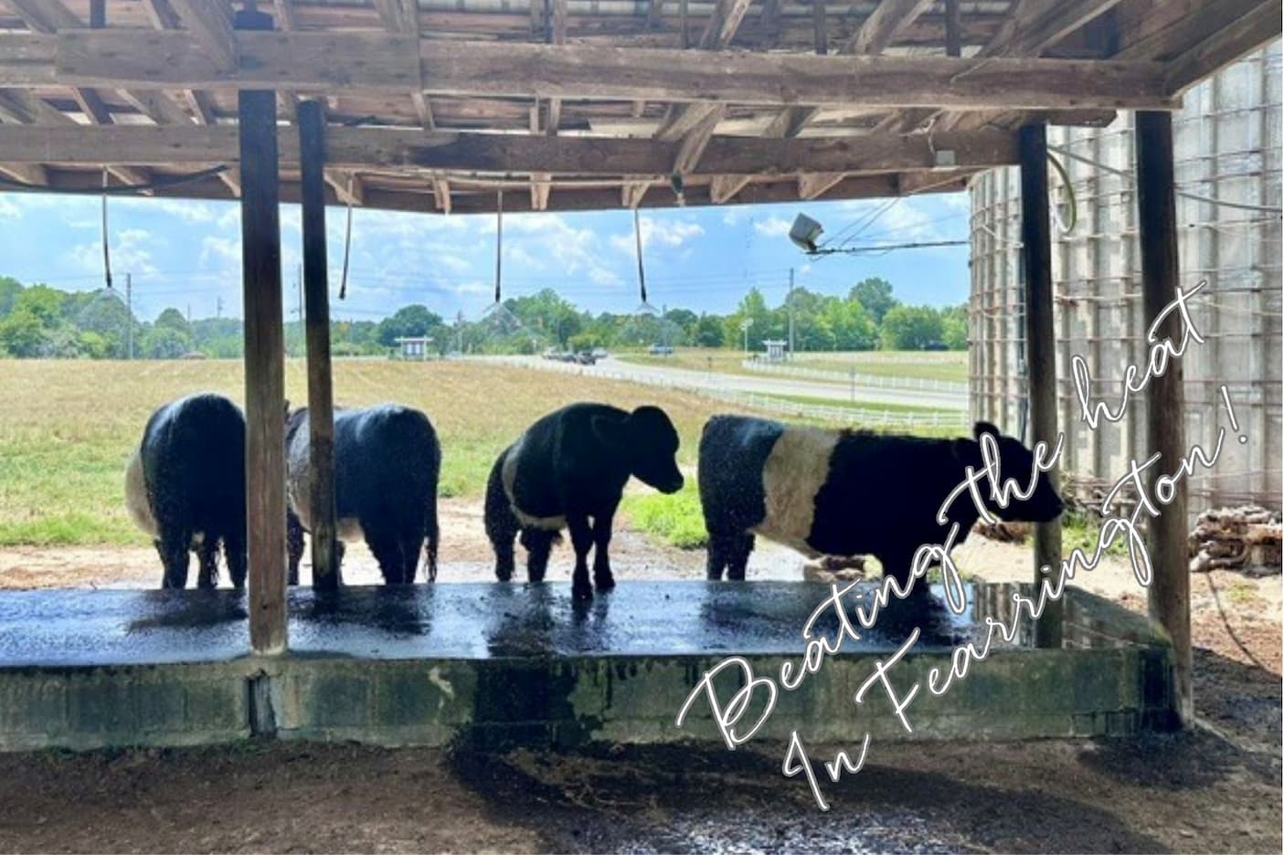 Four Belted Galloway cows stand beneath an open-sided barn overlooking the pastures at Fearrington Village, with rolling fields stretching into the distance. Fearrington Village.