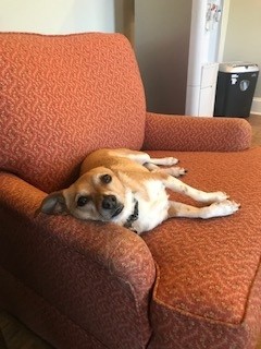 A tan-and-white dog lounges comfortably across an oversized orange armchair, stretched out with its head resting on the armrest. The dog's relaxed posture and alert eyes create a cozy, contented feel, while the textured fabric of the chair adds warmth to the indoor setting. A kitchen and household furnishings are visible in the background, reinforcing the sense of a peaceful day at home.