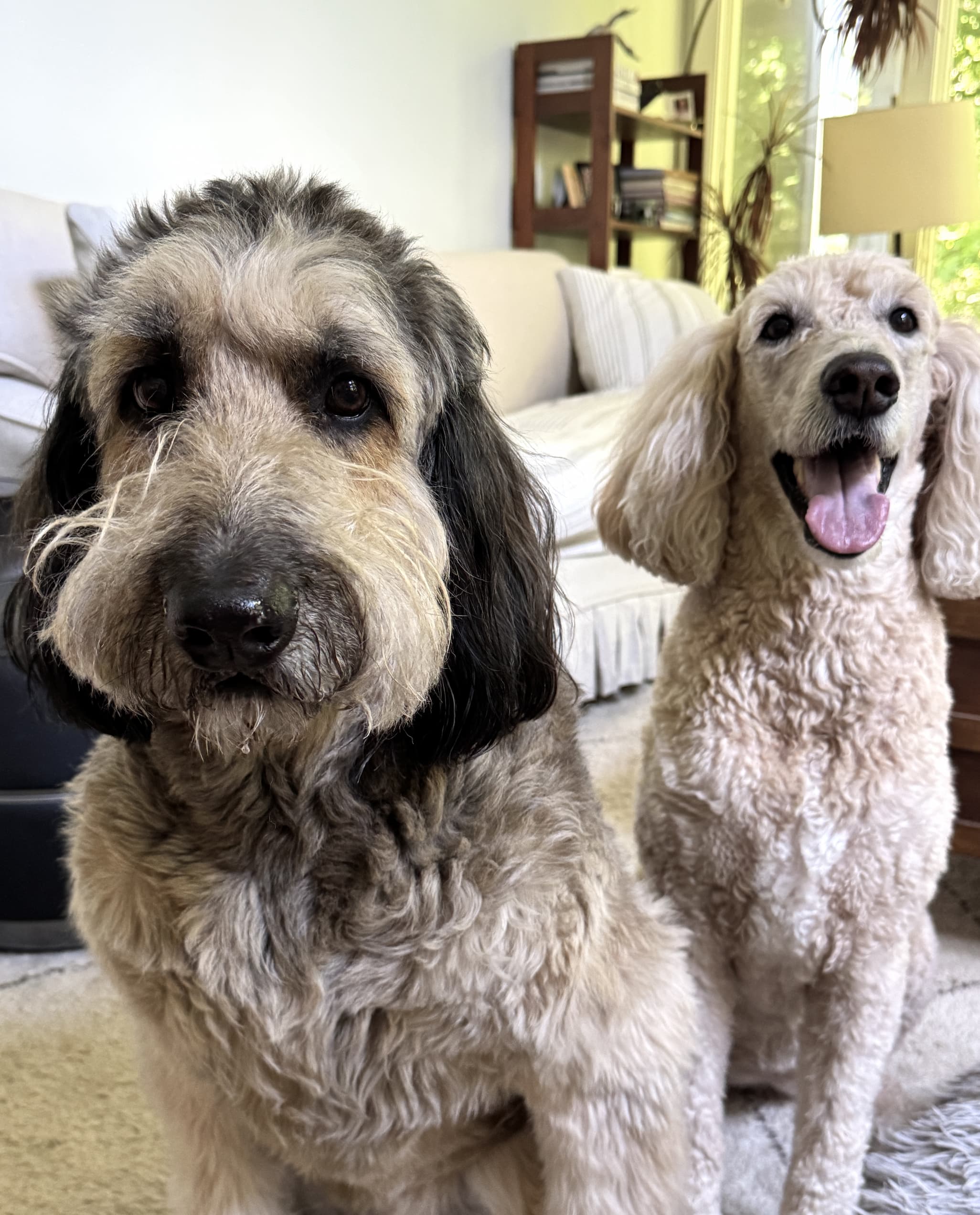 A shaggy gray-and-black dog and a smiling cream-colored poodle pose together in a bright, sunlit living room. Fearrington Village.