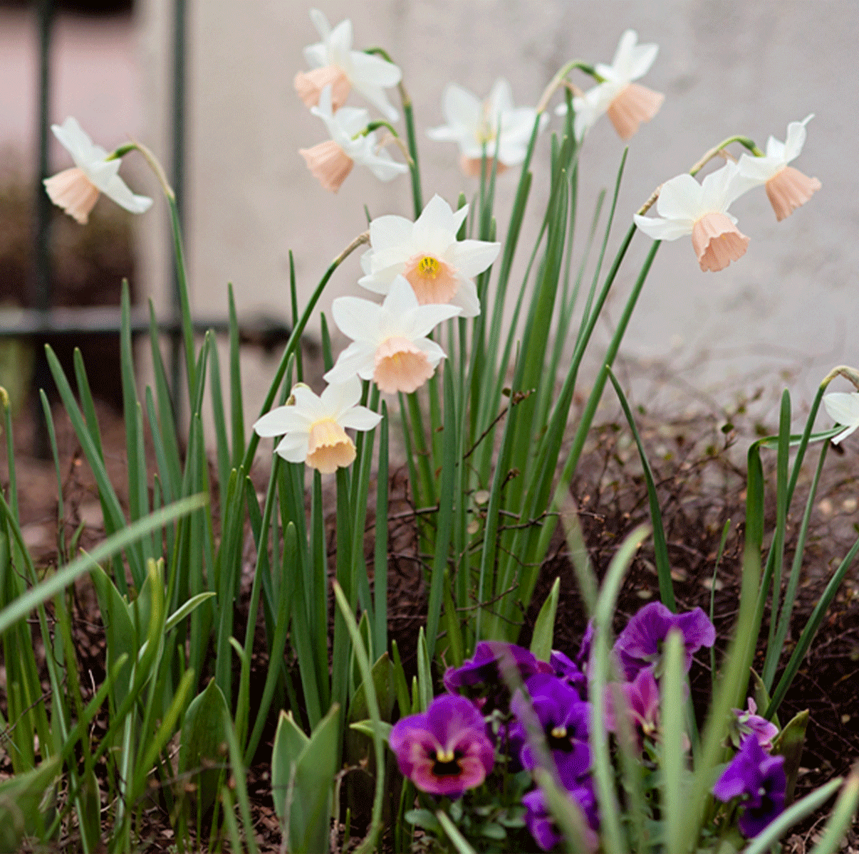 White daffodils with soft peach centers blooming in a garden bed, with purple pansies and green foliage in the foreground.