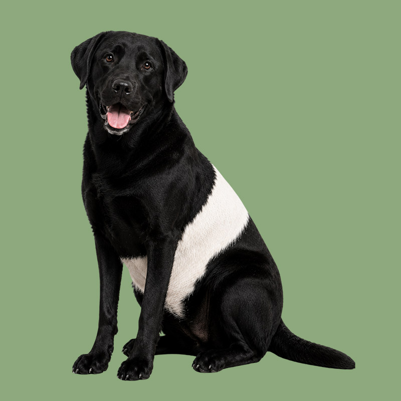 Black Labrador retriever with a broad white belt around its midsection, sitting with its mouth open. Fearrington Village.