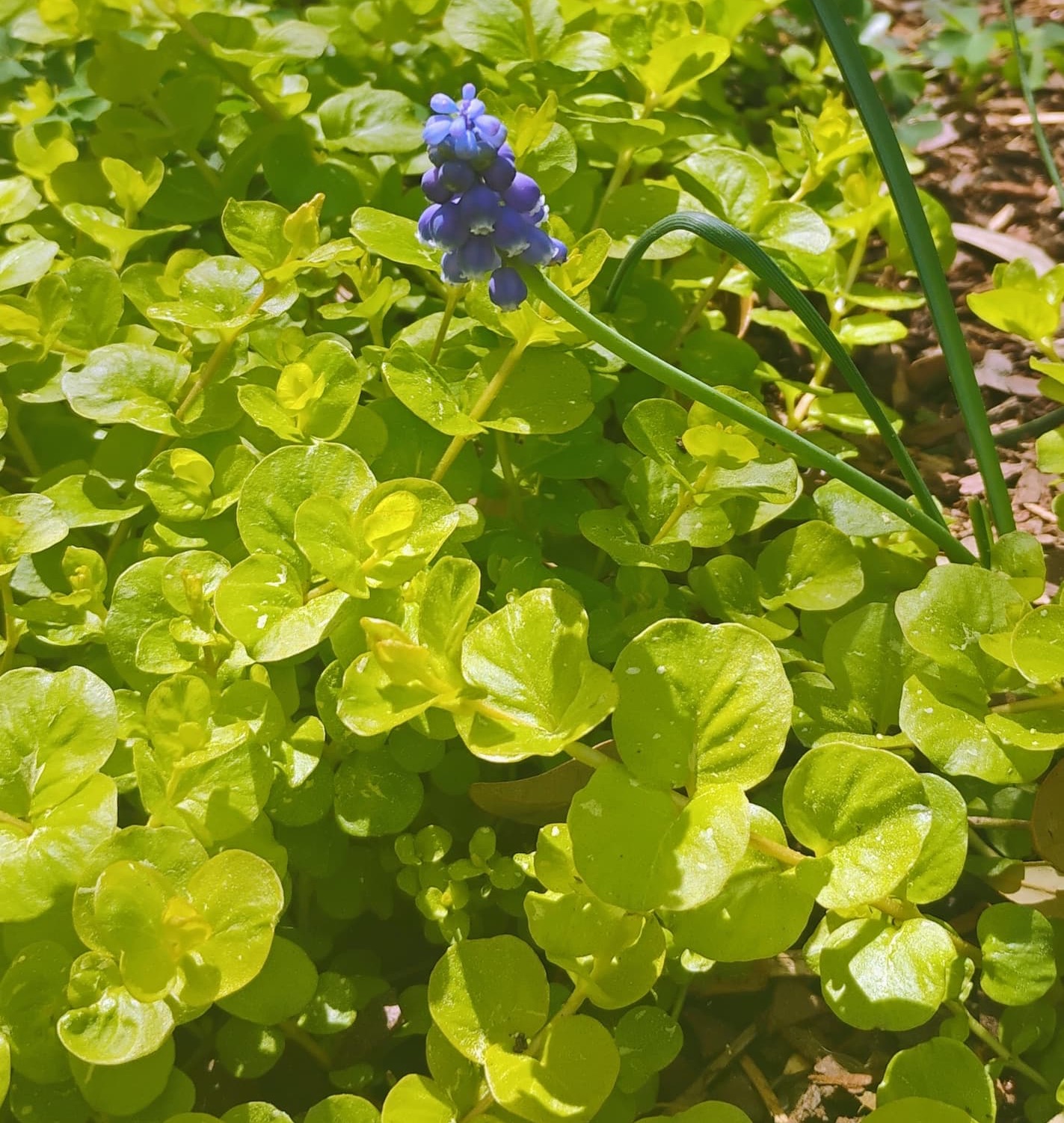 Small purple grape hyacinth rising above a dense mat of bright green, round-leaf groundcover in sunlight.