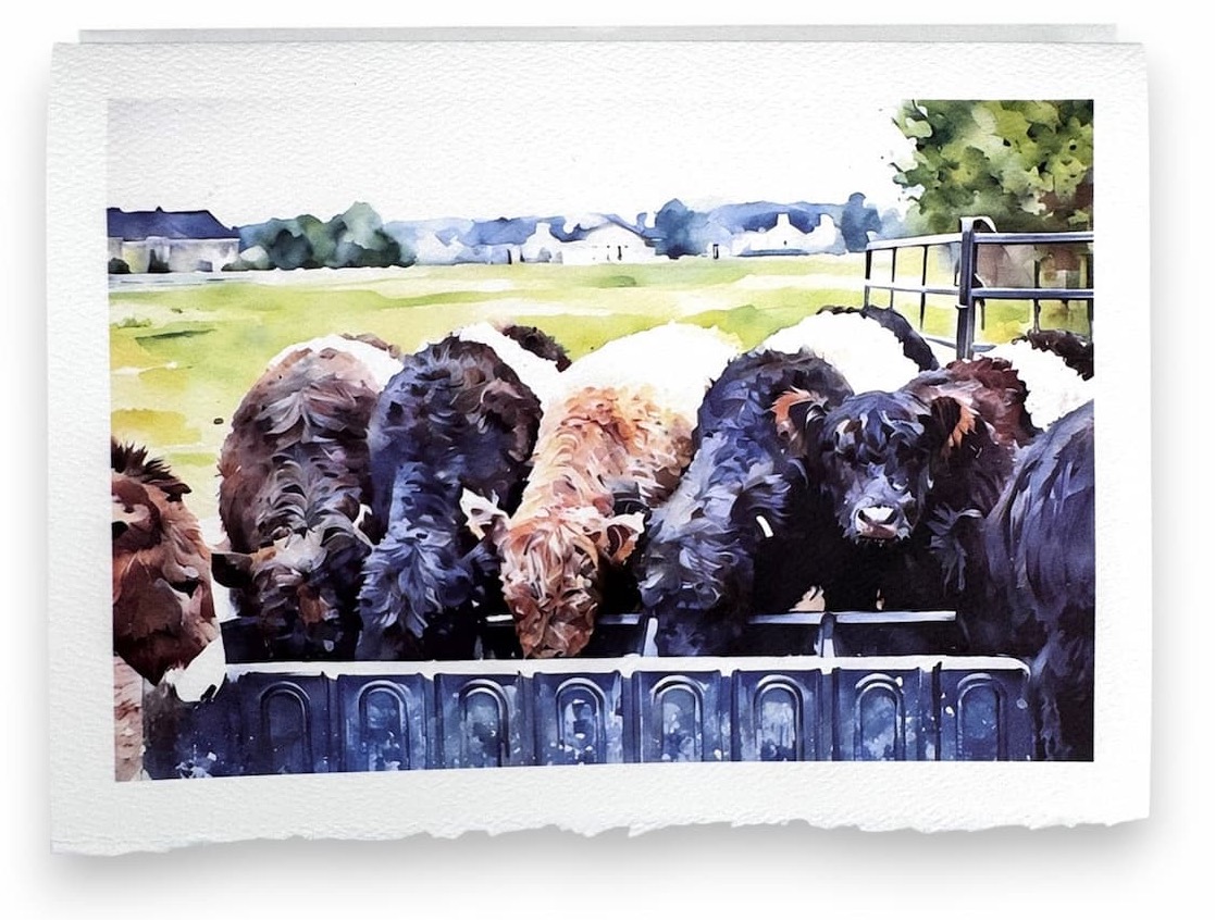Watercolor-style card showing a group of shaggy, black-and-white cows gathered at a feeding trough, with open pasture and distant farm buildings in the background, printed on textured paper with deckled edges.