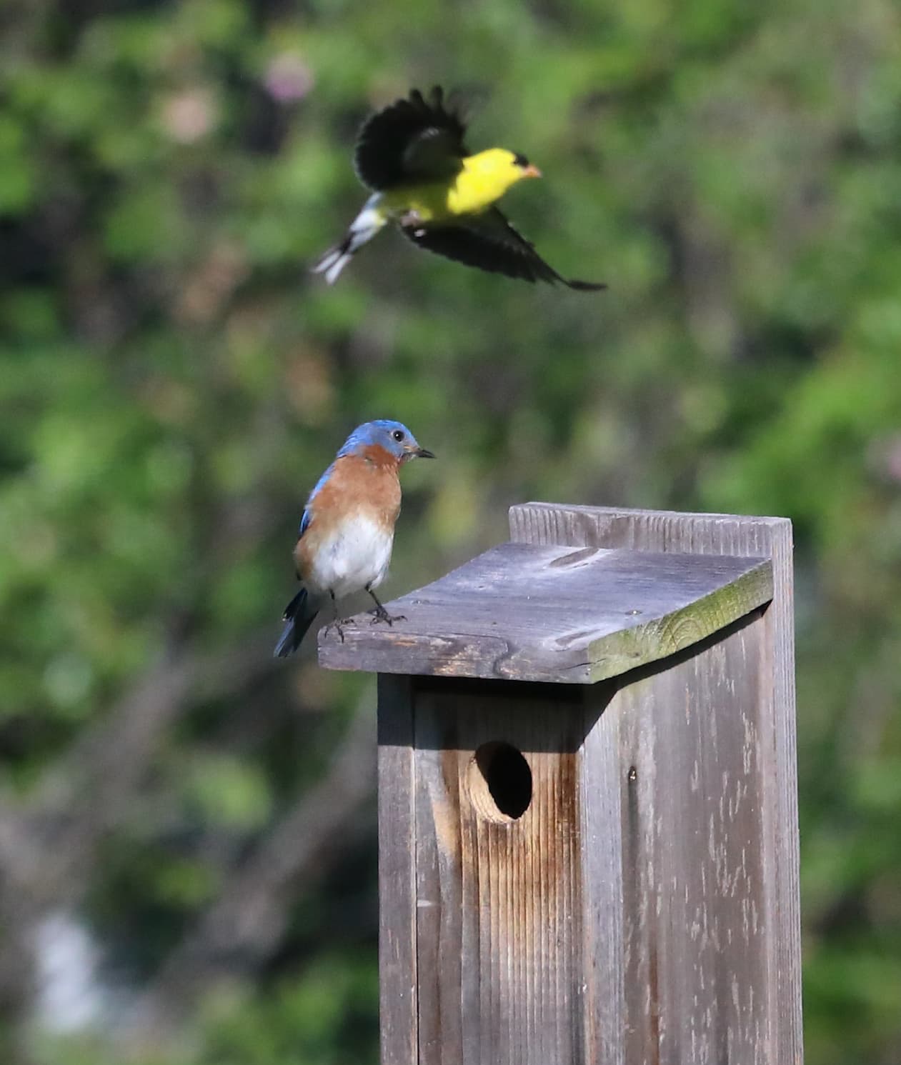 A bluebird perches on a wooden birdhouse while a bright yellow and black bird flies overhead, set against a softly blurred green background.