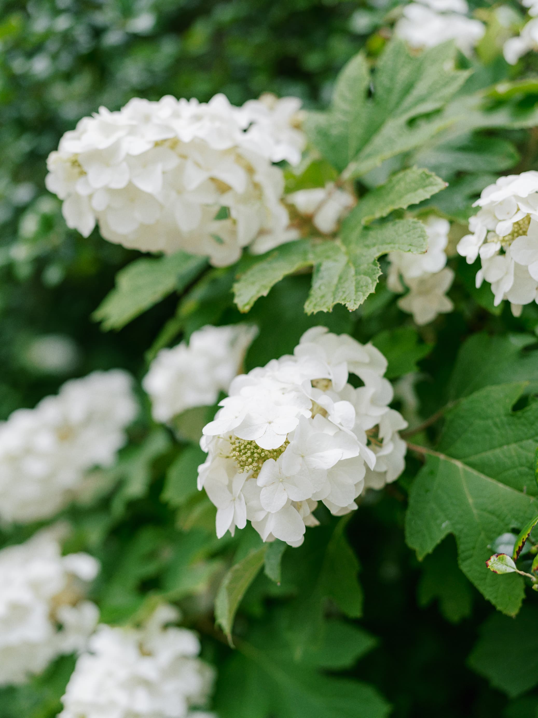 Close-up of creamy white oakleaf hydrangea blossoms clustered along leafy stems. Layers of delicate petals surround small green flower buds at the center of each bloom, while the plant's distinctive lobed leaves provide rich texture. The softly blurred green background creates a serene, woodland-garden atmosphere.