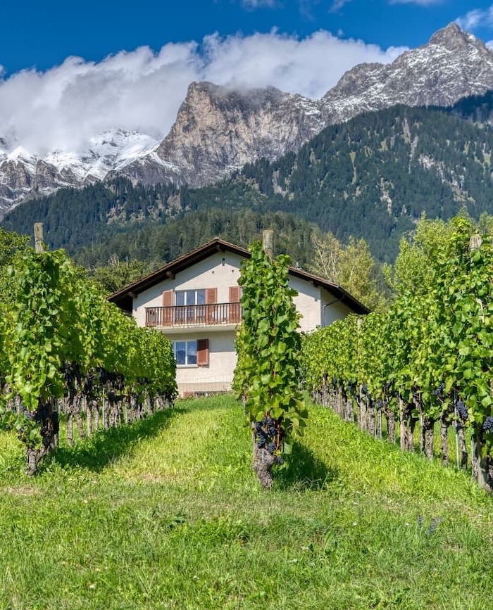Vineyard rows leading to a hillside home with snow-capped mountains rising in the background. Fearrington Village.
