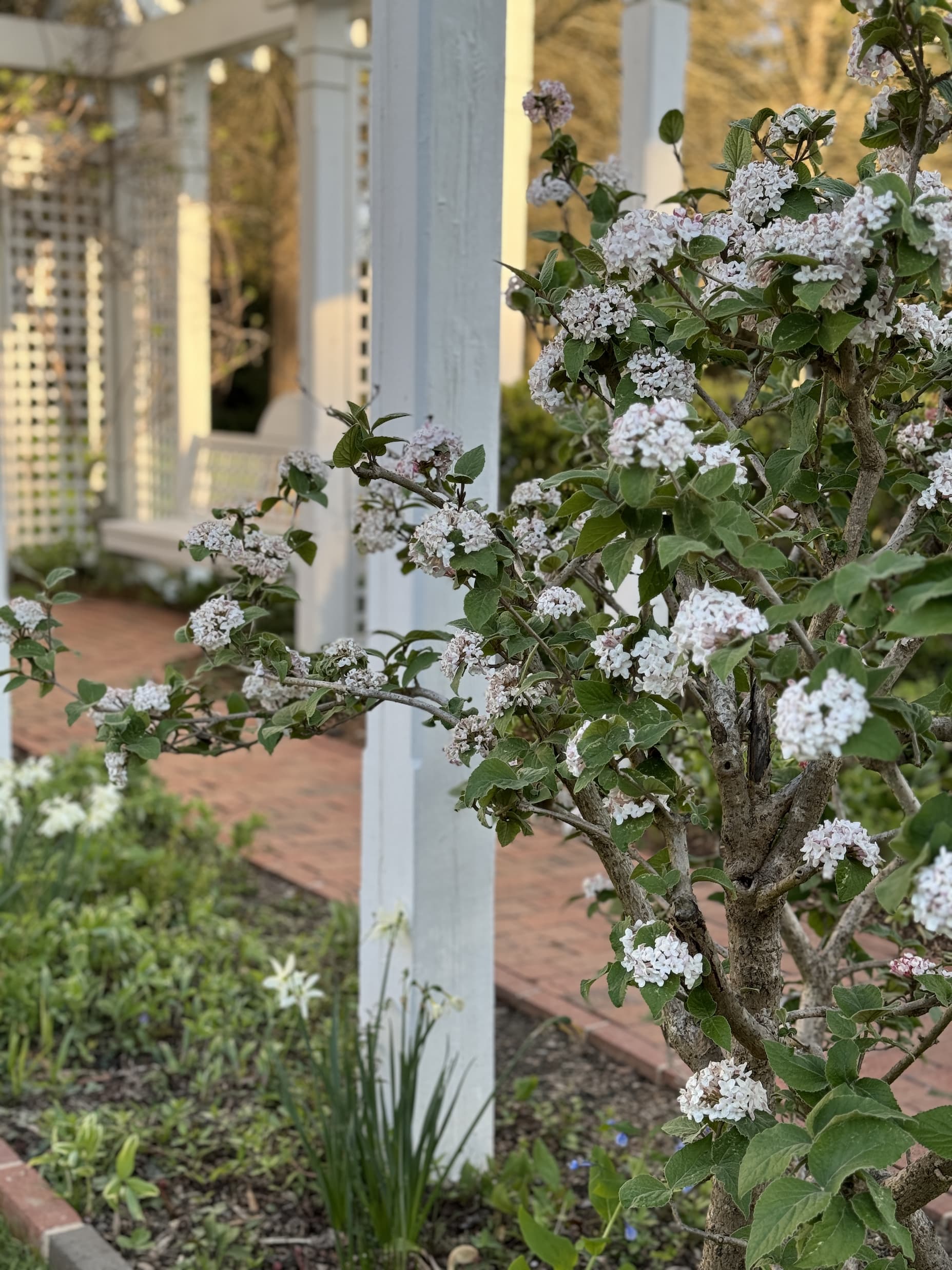 White flowering shrub in bloom beside a white garden arbor and bench, with a brick path and early spring plantings in soft evening light.