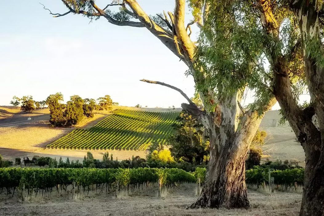 Sunlit vineyard rows stretch across rolling hills framed by mature eucalyptus trees in Australia’s Clare Valley. Fearrington Village.