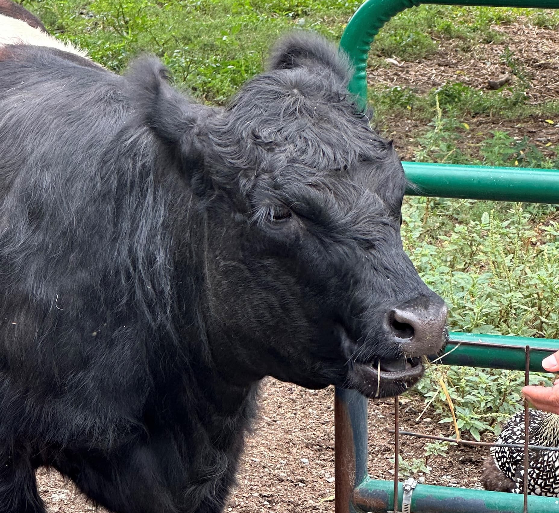 Close-up of a black Belted Galloway cow standing beside a green metal fence, chewing hay in a grassy paddock with plants and a speckled chicken visible nearby.